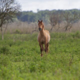 Konik horse - Equus ferus caballus
