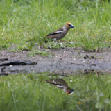 Apple chaffinch - Coccothraustes coccothraustes